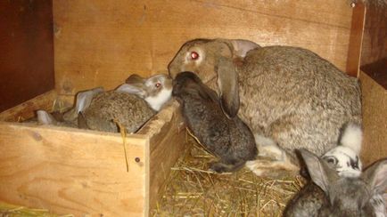 Зайци за разплод, отглеждане, хранене - подробно ръководство!
