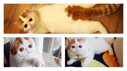 Кой е Снупи котка описание порода и функции на грижа!