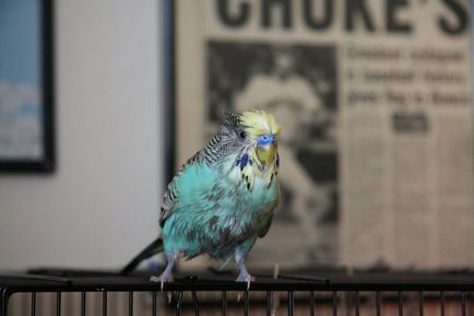 Къпането вълнисто папагалче - като вълнисто папагалче къпане видео съвети