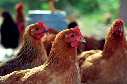 Пиле тор, като свойства на торове и правила за ползване
