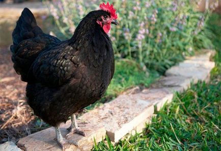Пилешки (птиче месо), описание, съдържание, разреждане, снимки
