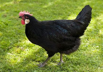 Пилешки (птиче месо), описание, съдържание, разреждане, снимки