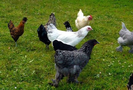Кокошарник в продължение на 10 пилета с ръцете си рисунки, снимки и проектира кацалки за кокошки носачки, на няколко видео