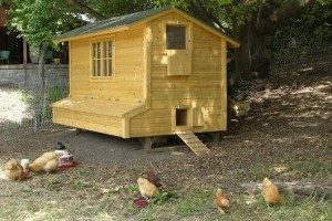 Кокошарник в продължение на 10 пилета с ръцете си рисунки, снимки и проектира кацалки за кокошки носачки, на няколко видео