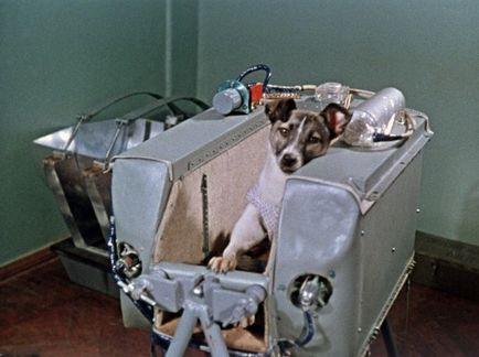 Laika първото куче в космоса