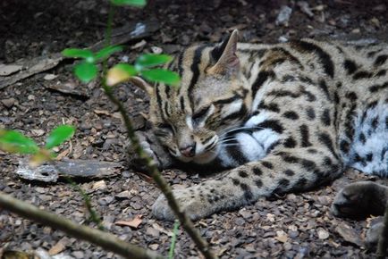Азиатски леопард описание котка порода, местообитание, опитомяването