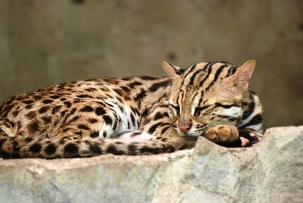 Азиатски леопард описание котка порода, местообитание, опитомяването