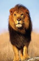 Lion на английски език