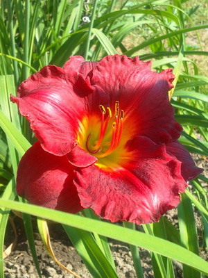 Daylily снимката и името daylily сортове, засяване и грижи за цвете daylily