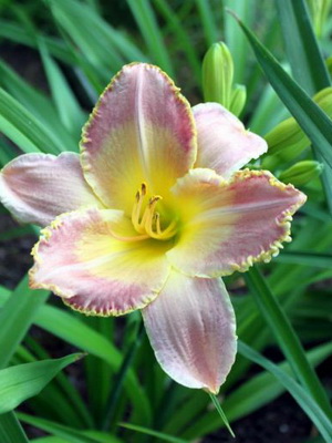 Daylily снимката и името daylily сортове, засяване и грижи за цвете daylily