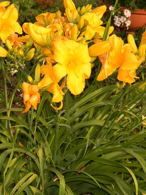 Daylily снимката и името daylily сортове, засяване и грижи за цвете daylily