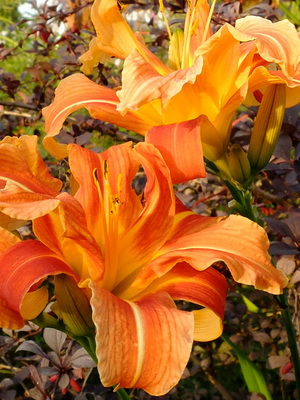 Daylily снимката и името daylily сортове, засяване и грижи за цвете daylily