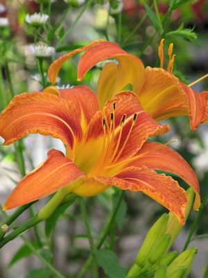 Daylily снимката и името daylily сортове, засяване и грижи за цвете daylily