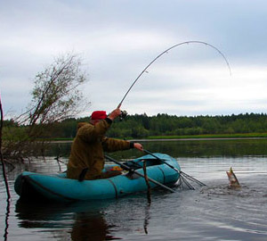 Пайк риболов върти през пролетта, лятото и есента, намери място за риболов, избор на предавка и стръв