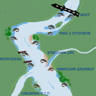 Улавянето сом от брега, където да улови сом през лятото, риболовна стръв за сом през юли и август (как да се хване сом) Улавянето сом от брега, където да улови сом през лятото, риболовна стръв за сом през юли и август