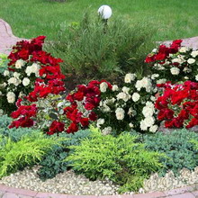Най-добър розова градина в пейзаж дизайн фото сайтове с рози