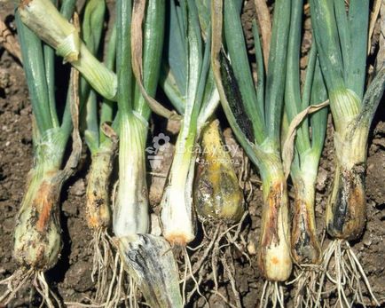 Onion жълт, отколкото да се води, народни средства рецепти
