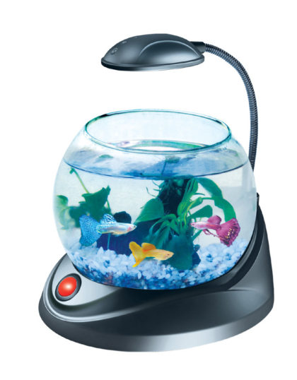 Малък аквариум и всичко, което трябва да знаете за него, аквариумни рибки