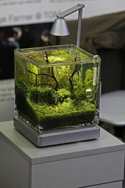 Малък аквариум и всичко, което трябва да знаете за него, аквариумни рибки