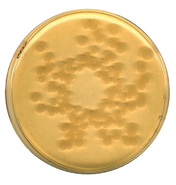 Микроби QMAFAnM (очаква се потвърждение) (микробиология - обекти на изследване - храна, фураж, суровини,