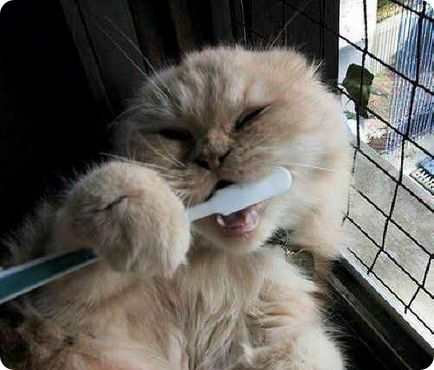 Бебешки зъби при котките