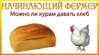 Мога ли да се хранят пилета и бройлери хляб