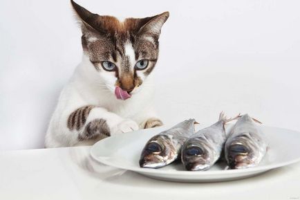 Възможно ли е да се даде една котка риба