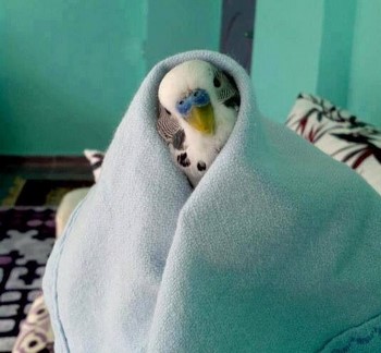 Мога ли да се къпят чуплива папагал, колко често
