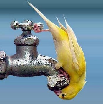 Мога ли да се къпят чуплива папагал, колко често