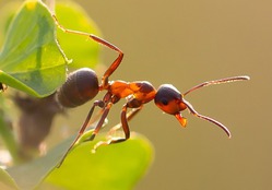 Мравки върху терен от ползи и вреди