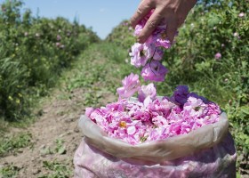 Природни Hydrolat ползи се повишиха, състав, подготовка