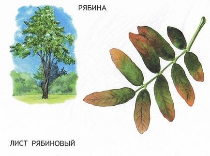 Имената на дърветата и техните листа