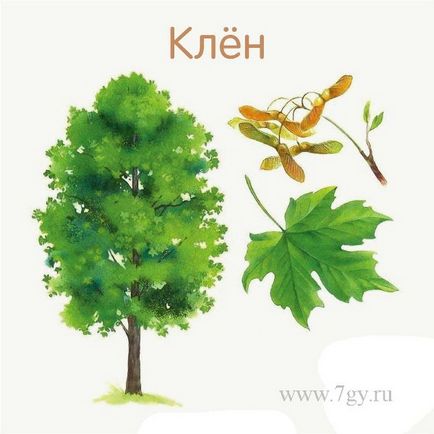 Имената на дърветата и техните листа (дървета) Имената на дърветата и техните листа