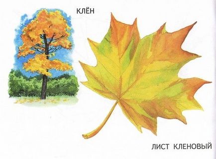 Имената на дърветата и техните листа (дървета) Имената на дърветата и техните листа