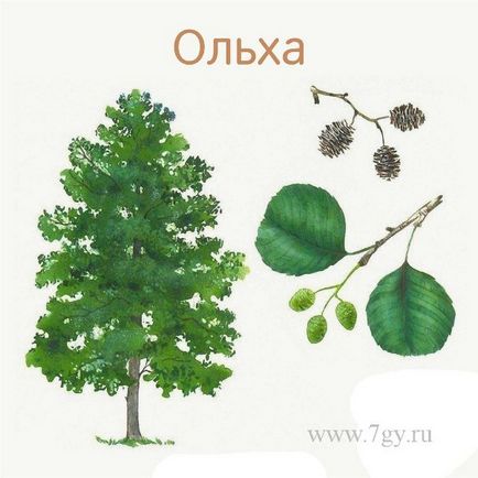 Имената на дърветата и техните листа