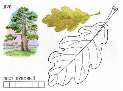 Имената на дърветата и техните листа (дървета) Имената на дърветата и техните листа