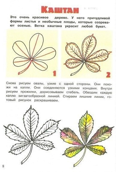 Имената на дърветата и техните листа (дървета) Имената на дърветата и техните листа