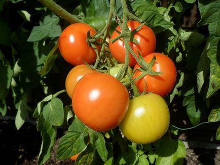 Трябва ли да се скъса листата на доматите