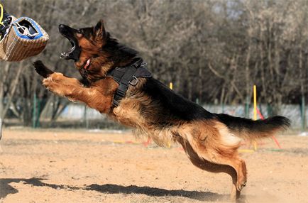 Защита на дресура услуга да научи кучето да хапе охрана сграда с апартаменти, битката