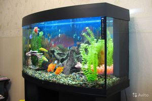 Осъществяване аквариум със собствените си ръце на основните правила на своите орнаменти и декорация