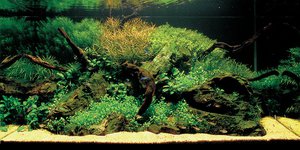 Осъществяване аквариум със собствените си ръце на основните правила на своите орнаменти и декорация