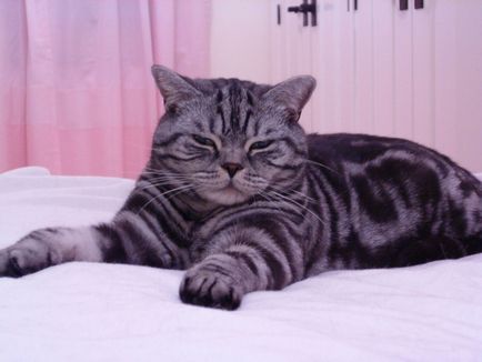 Цветове британски котки и котки снимка и описание