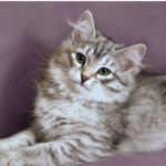 Цветовете на сибирските котки със синьо снимка, Нева маскарадните, червено, бяло, трицветно, опушен,