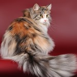 Цветовете на сибирските котки със синьо снимка, Нева маскарадните, червено, бяло, трицветно, опушен,