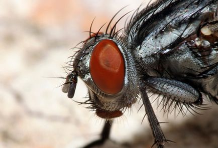 Тумор от мушичка ухапване премахване на отоци и да не се вреди