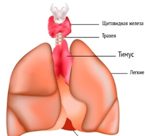 Медиастинален тумор прогноза, симптомите и лечението