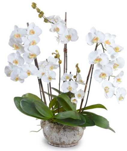 Phalaenopsis орхидеи - основни видове, препоръки за грижи и лечение на заболявания в дома