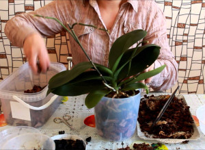 Phalaenopsis орхидеи - основни видове, препоръки за грижи и лечение на заболявания в дома