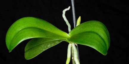 Орхидеи - грижи в дома, цъфтежа, възпроизводството и разсаждане растения, снимки и видео
