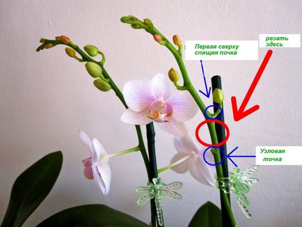 Orchid разцъфтя, какво да правя със стрелка, като е нарязано, как да се трансплантира завод в друга саксия